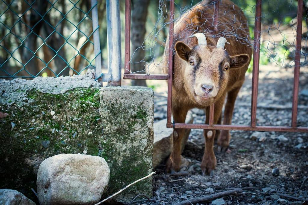 Cottage Eco-Friendly Barcelona Country Side Ла Гарига Екстериор снимка